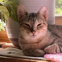 Milwaukee Record Cat Of The Week: Princess — Cedarburg Business news